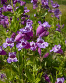 Penstemon