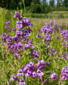 Penstemon