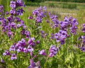 Penstemon