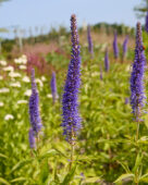 Veronica spicata