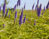 Veronica spicata