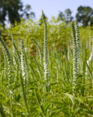 Veronica spicata