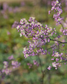 Thalictrum