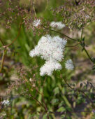 Thalictrum