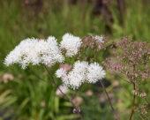 Thalictrum