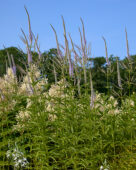 Veronicastrum virginicum