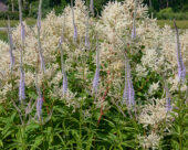Persicaria polymorpha, Veronicastrum virginicum