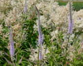 Persicaria polymorpha, Veronicastrum virginicum
