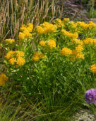 Asclepias tuberosa