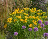 Asclepias tuberosa
