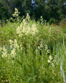 Thalictrum flavum subsp. glaucum
