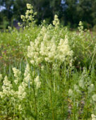 Thalictrum flavum subsp. glaucum