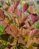 Hamamelis vernalis Washington Park