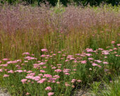 Briza media, Achillea millefolium