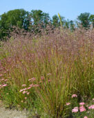 Briza media, Achillea millefolium
