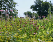 Vaste planten tuin