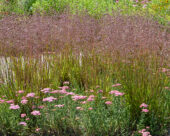 Briza media, Achillea millefolium