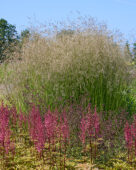 Deschampsia cespitosa, Astilbe