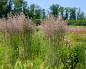 Calamagrostis x acutiflora Overdam