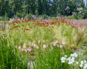 Vaste planten tuin