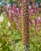 Digitalis ferruginea
