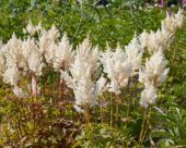 Astilbe