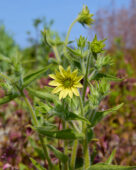 Silphium mohrii
