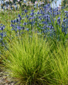 Eryngium, Sesleria Greenlee