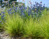 Eryngium, Sesleria Greenlee