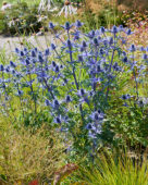 Eryngium