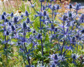 Eryngium