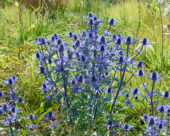 Eryngium