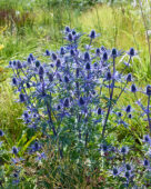 Eryngium