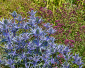 Eryngium