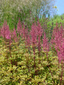 Astilbe