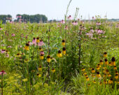 Echinacea pallida