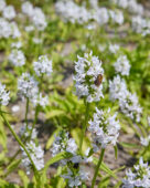Betonica officinalis