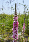 Lythrum salicaria