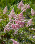 Astilbe