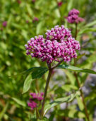 Asclepias incarnata