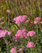 Achillea millefolium