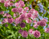 Astrantia major