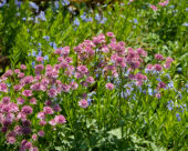 Astrantia major