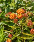 Asclepias tuberosa