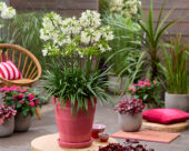 Agapanthus Emerald Ice