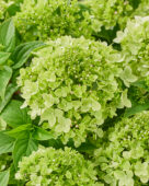 Hydrangea paniculata Groundbreaker Greeny