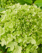 Hydrangea paniculata Groundbreaker Greeny