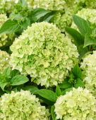 Hydrangea paniculata Groundbreaker Greeny
