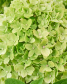 Hydrangea paniculata Groundbreaker Greeny