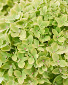 Hydrangea paniculata Groundbreaker Greeny